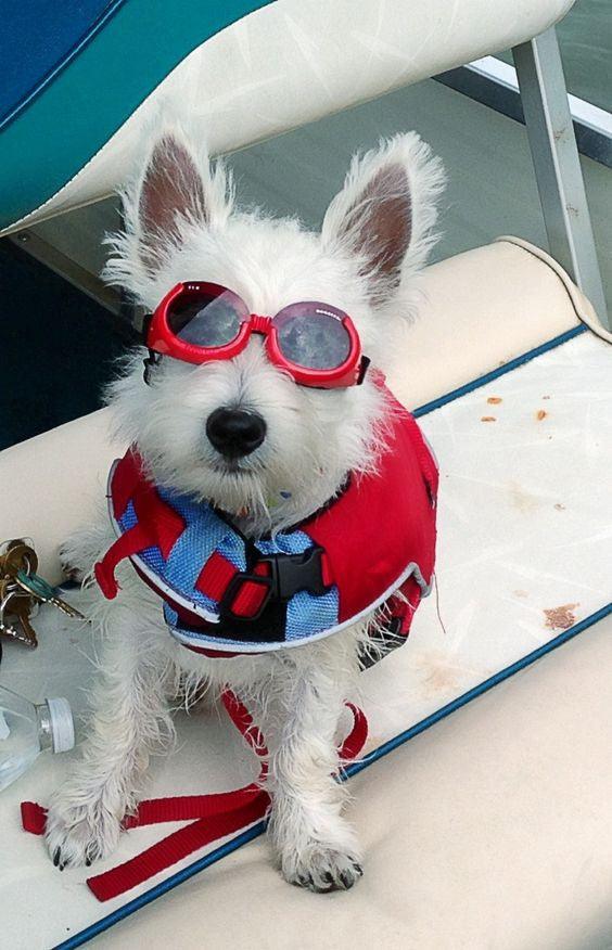Tips for Sea Faring Pets (or lake, pond or big creeks) #BoatingWithPets - Matworks